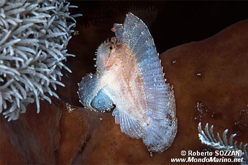 Pesce foglia (Taenianotus triacanthus)