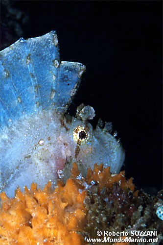 Pesce foglia (Taenianotus triacanthus)