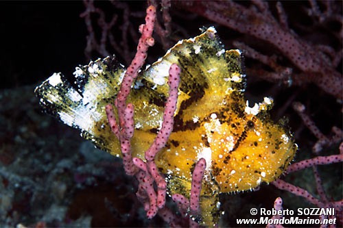 Pesce foglia (Taenianotus triacanthus)