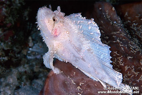 Pesce foglia (Taenianotus triacanthus)