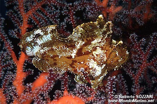 Pesce foglia (Taenianotus triacanthus)