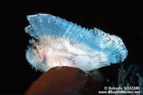 Pesce foglia (Taenianotus triacanthus)