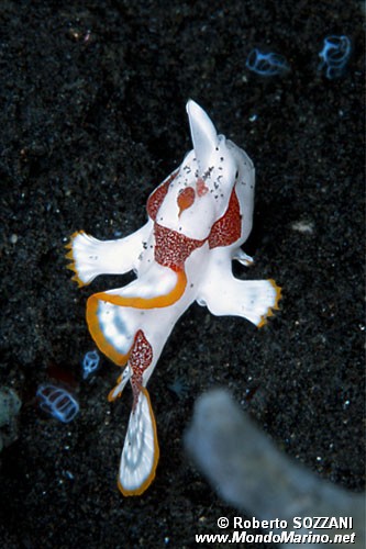 Pesce rana maculato (Antennarius maculatus)