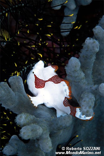 Pesce rana maculato (Antennarius maculatus)