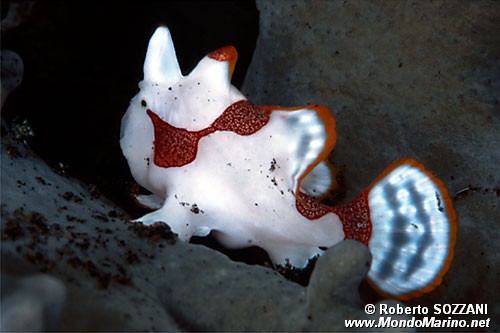 Pesce rana maculato (Antennarius maculatus)