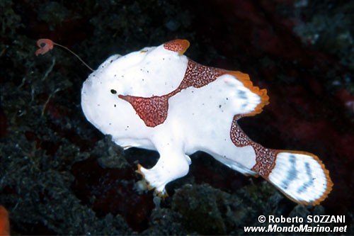 Pesce rana maculato (Antennarius maculatus)