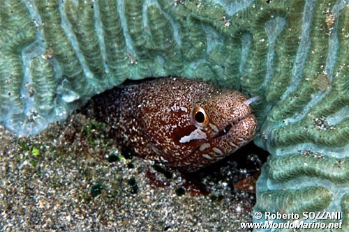 Murena (Gymnothorax zonipectis)