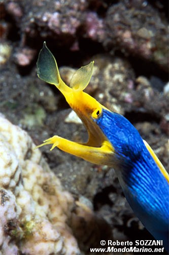 Murena a nastro (Rhinomuraena quaesita)