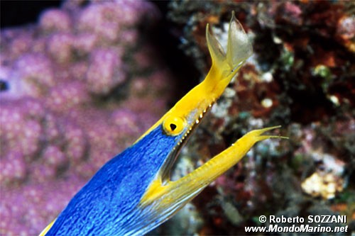 Murena a nastro (Rhinomuraena quaesita)