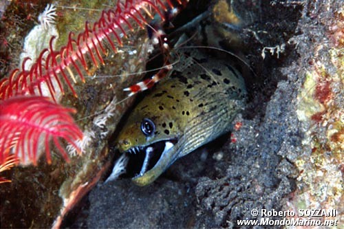 Murena frangiata (Gymnothorax fimbriatus)