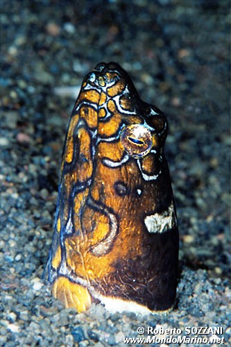 Murena napoleone (Ophichthus bonaparti)