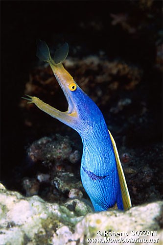 Murena a nastro (Rhinomuraena quaesita)