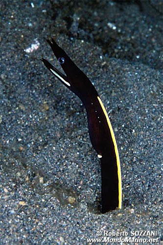 Murena a nastro (Rhinomuraena quaesita)