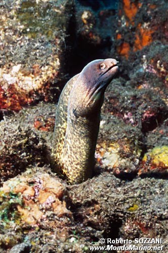 Murena bordata (Gymnothorax flavimarginatus)