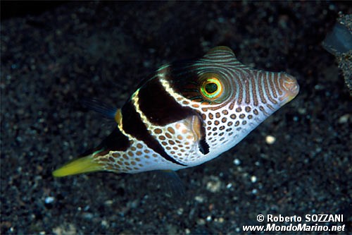 Pesce palla (Canthigaster valentini)