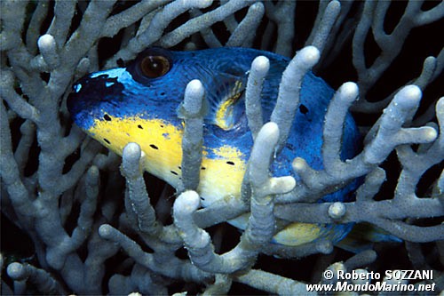 Pesce palla macchiato (Arothron nigropunctatus)