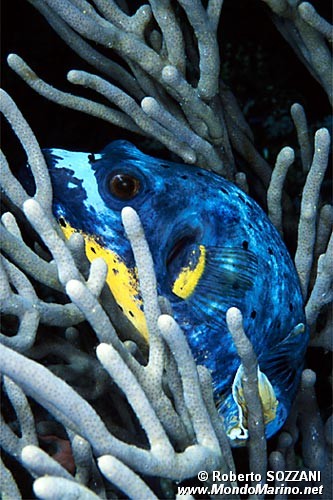 Pesce palla macchiato (Arothron nigropunctatus)