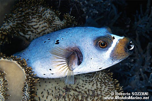 Pesce palla macchiato (Arothron nigropunctatus)