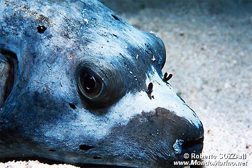 Pesce palla macchiato (Arothron nigropunctatus)