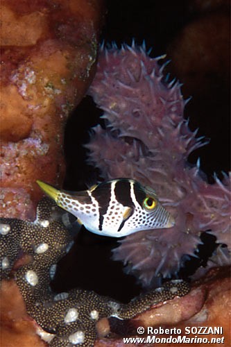 Pesce palla (Canthigaster valentini)