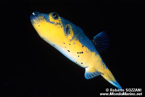 Pesce palla macchiato (Arothron nigropunctatus)