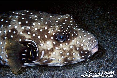 Pesce palla a punti bianchi (Arothron hispidus)