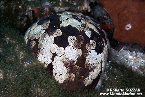 Stella cuscino (Culcita novaeguineae)