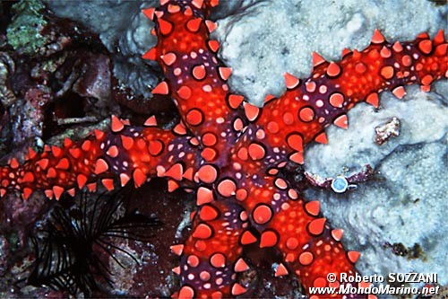 Stella marina egiziana (Gomophia egyptiaca)