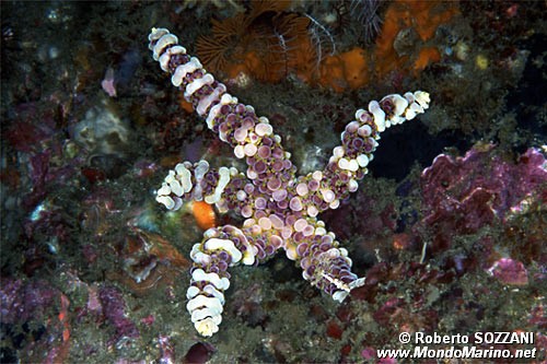 Stella marina (Echinaster callosus)