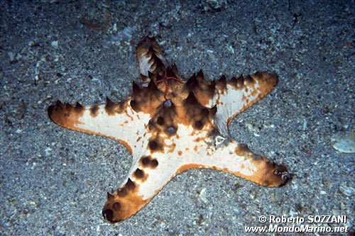 Stella cornuta (Protoreaster nodosus)