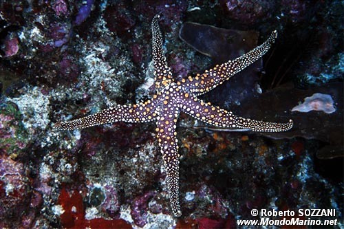 Stella marina (Gomophia gomophia)