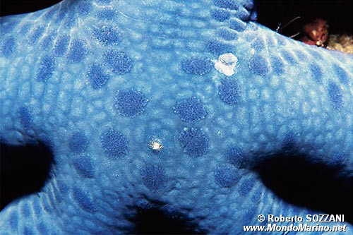 Stella Marina (Linckia laevigata)