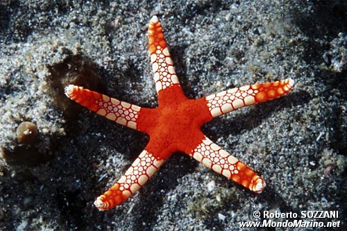 Stella marina (Fromia monilis)