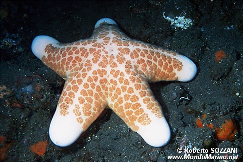 Stella cuscino (Choriaster granulatus)