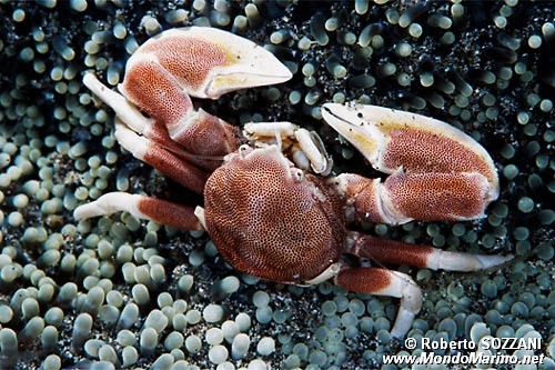 Granchio porcellana (Neopetrolisthes maculatus)