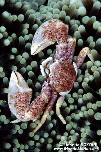 Granchio porcellana (Neopetrolisthes maculatus)