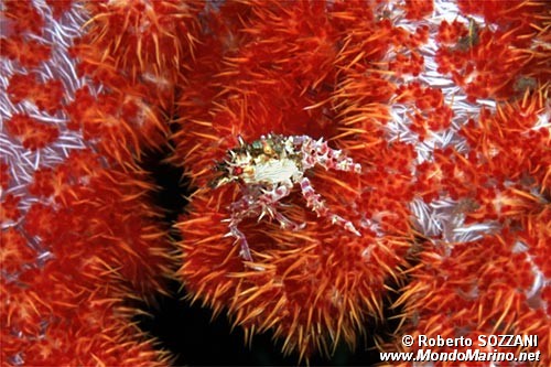 Granchio caramella (Hoplophrys oatesii)