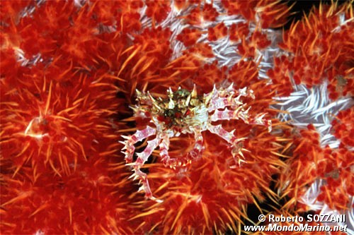 Granchio caramella (Hoplophrys oatesii)