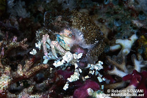 Granchio tubercolato (Cyclocoeloma tuberculata)
