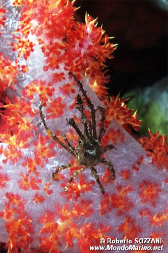 Granchio (Naxioides taurus)