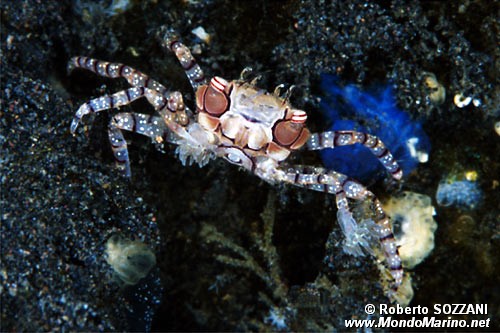 Granchio boxer (Lybia tessellata)