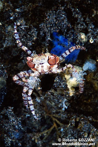 Granchio boxer (Lybia tessellata)