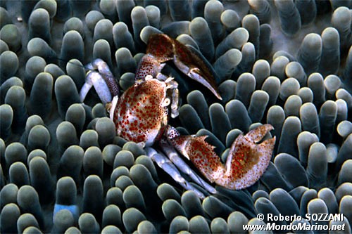 Granchio porcellana (Neopetrolisthes ohshimai)