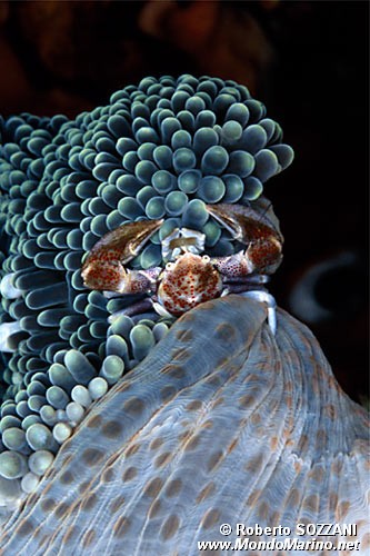 Granchio porcellana (Neopetrolisthes ohshimai)