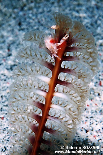 Granchio della pennatula (Porcellanella triloba)