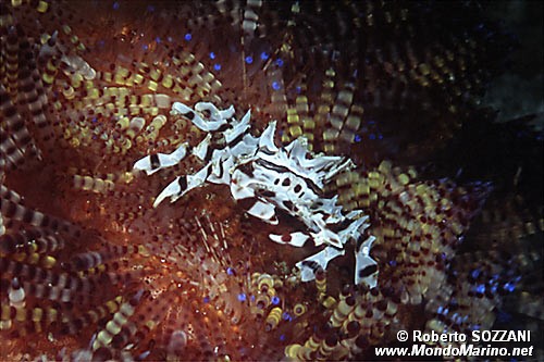 Granchio zebra (Zebrida adamsii)