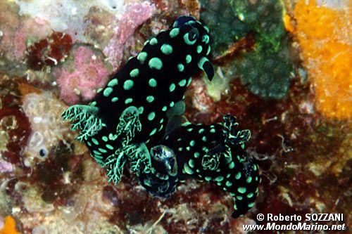 Nembrotha (Nembrotha cristata)