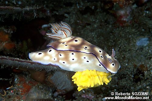 Risbecia (Risbecia tryoni)