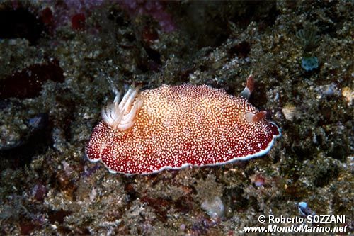 Chromodoris (Chromodoris tinctoria)