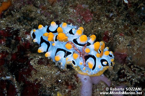 Phyllidia (Phyllidia ocellata)